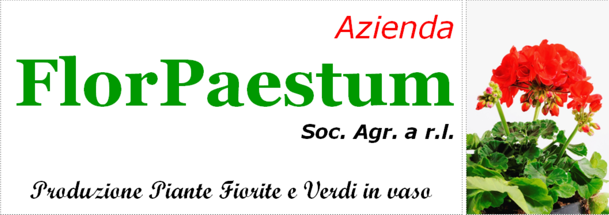 FLORPAESTUM SOC. AGR. SRL - PRODUZIONE DI PIANTE AROMATICHE E ORNAMENTALI VERDI E FIORITE IN VASO