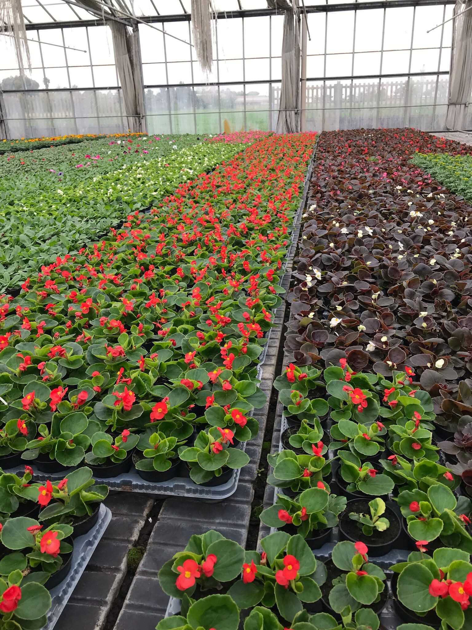 begonia x15